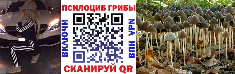 Галлюциногенные грибы Psilocybe  Купить где  Приволжский 